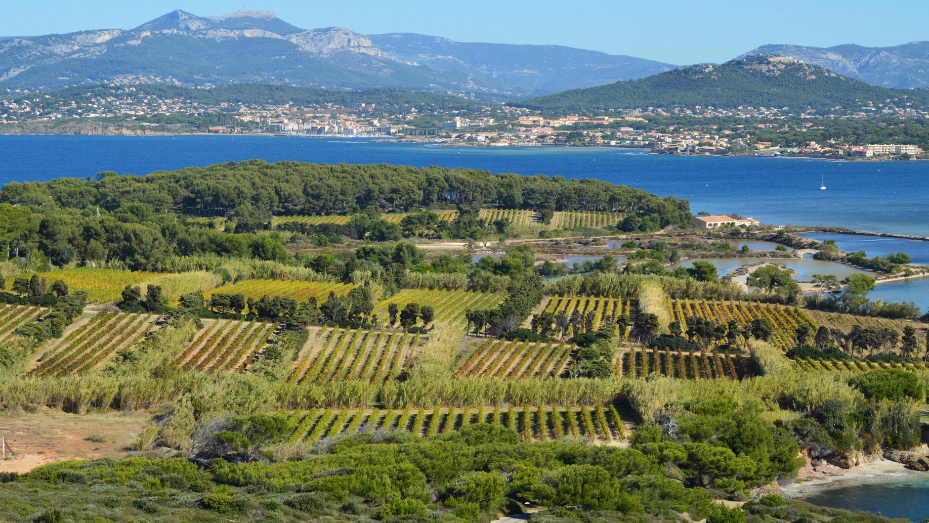 Terraced vineyards overlooking the turquoise sea in Liguria